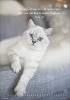 Kalender Mein Katzenkalender - Posterkalender