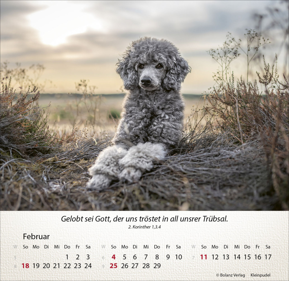 Kalender Hunde Wunderbare Schöpfung - Tischkalender