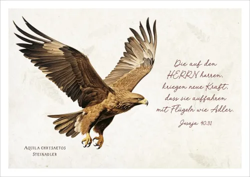 Postkarten Die auf HERRN harren - Adler