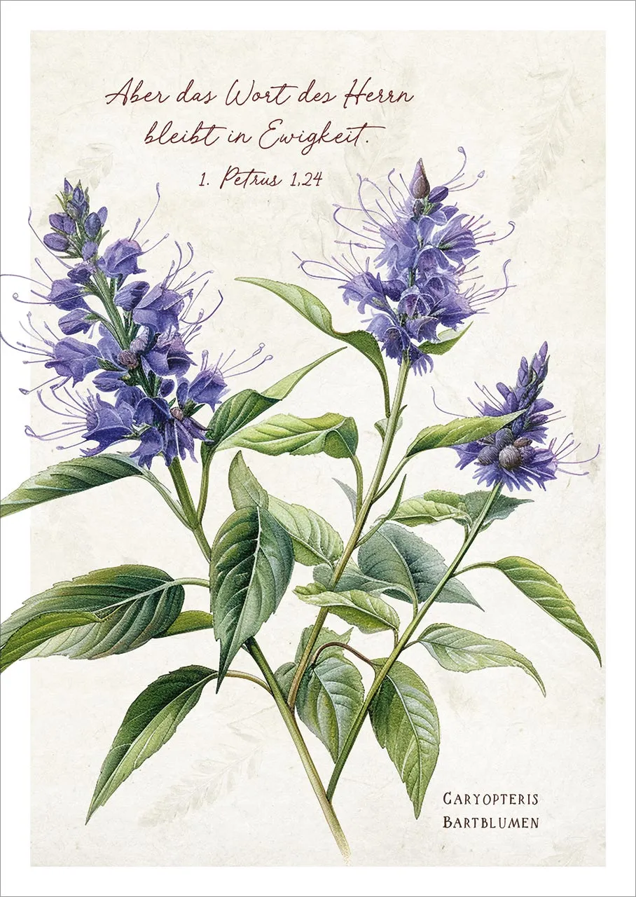 Postkarten Aber das Wort des Hern bleibt in Ewigkeit  - Bartblumen - 1 Petrus 1.24