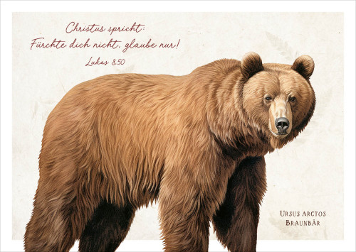 Postkarten Braunbär - Lukas 8,50