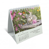 Chats (Les) - Petit calendrier avec 12 belles photos de chats