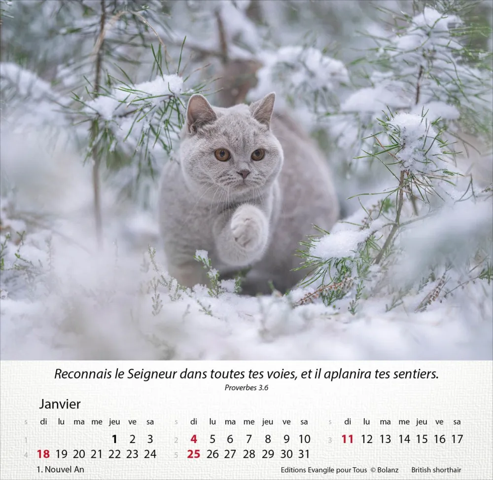 Chats, Merveilles de la création - Calendrier de table