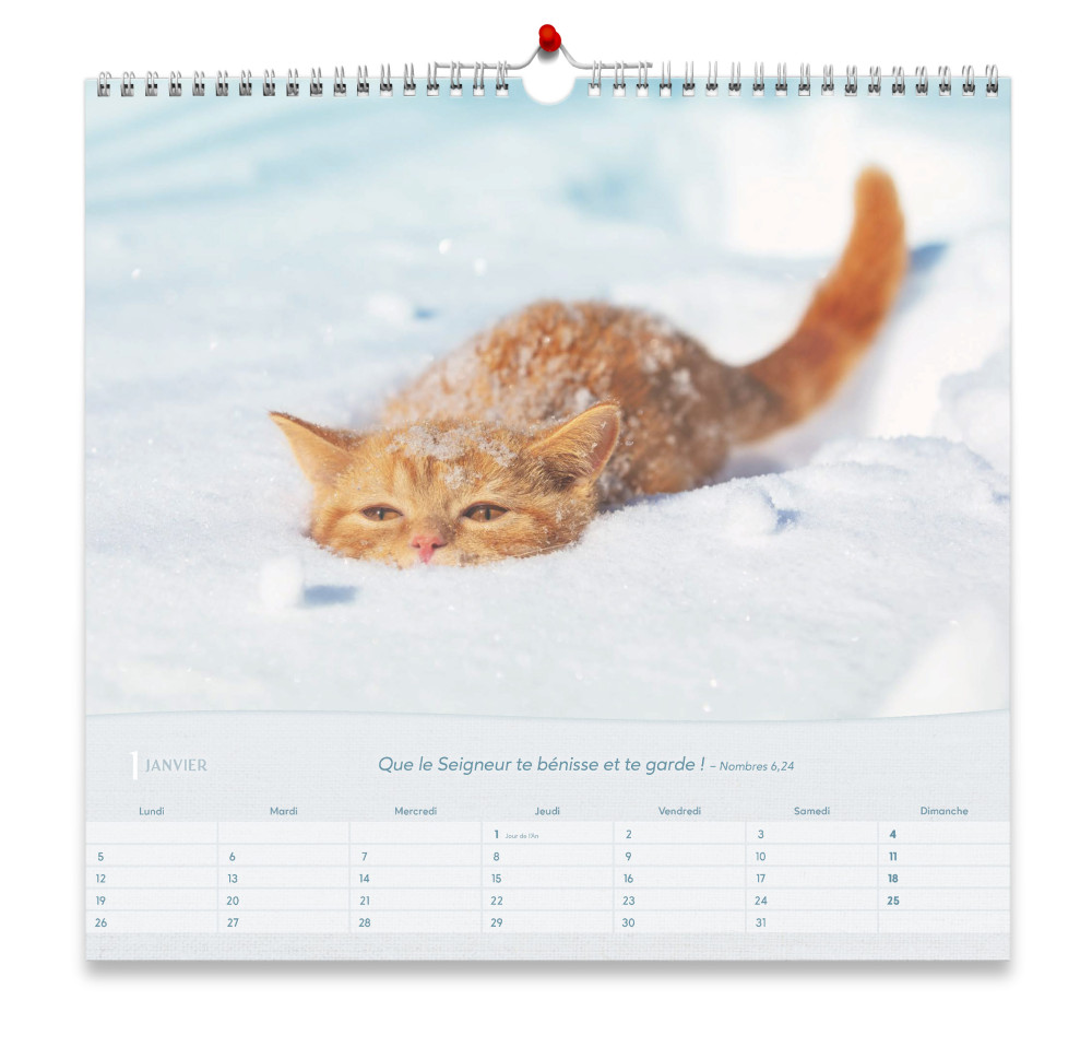 Nos amis les Chats, grand format - Grand calendrier avec 12 belles photos de chats