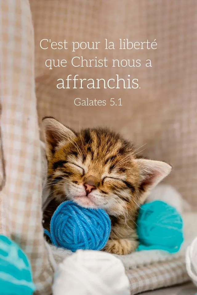 Calendrier format carte de crédit - Motif Chat (Galates 5.1)