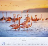 Licht Impressionen - Wandkalender