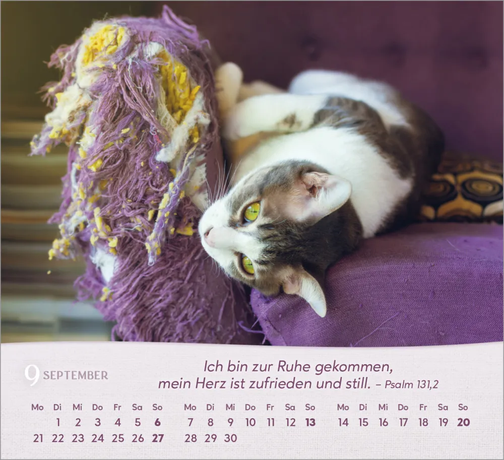 Katzen - Tischkalender