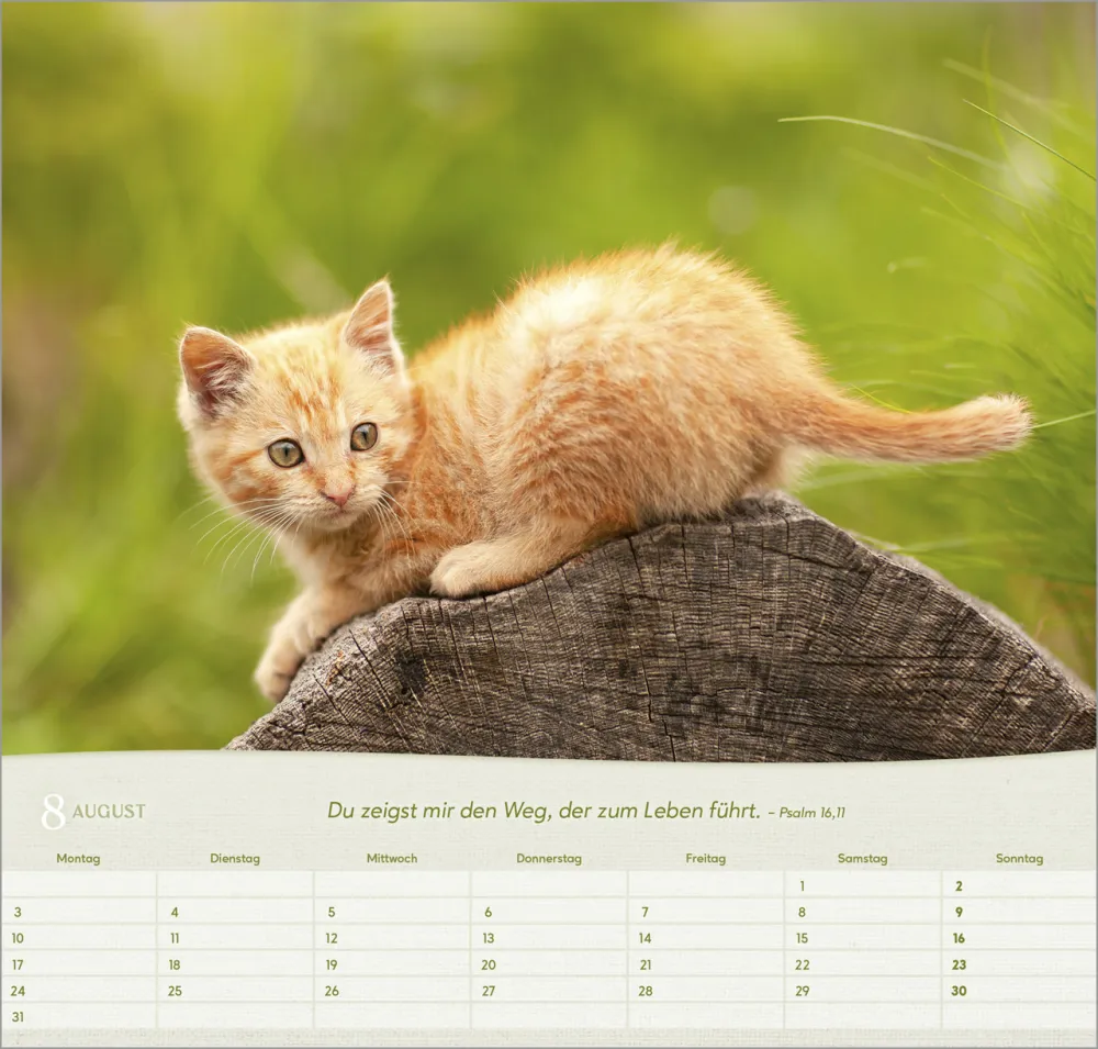 Katzen - Wandkalender