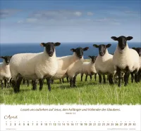 Kalender Ein Leben für die Schafe - Wandkalender