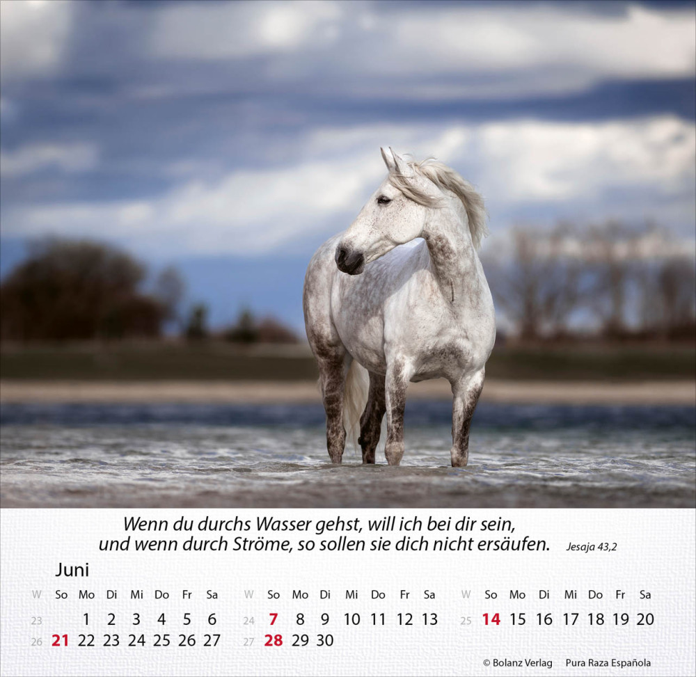 Kalender Pferde - Tischkalender