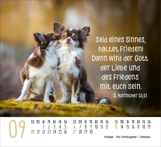 Kalender Hunde - Treue Wegbegleiter - Minikalender