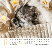 Kalender Katzen - Auf leisen Pfoten - Minikalender