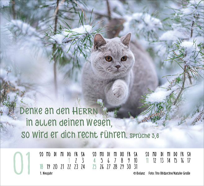 Kalender Katzen - Auf leisen Pfoten - Minikalender