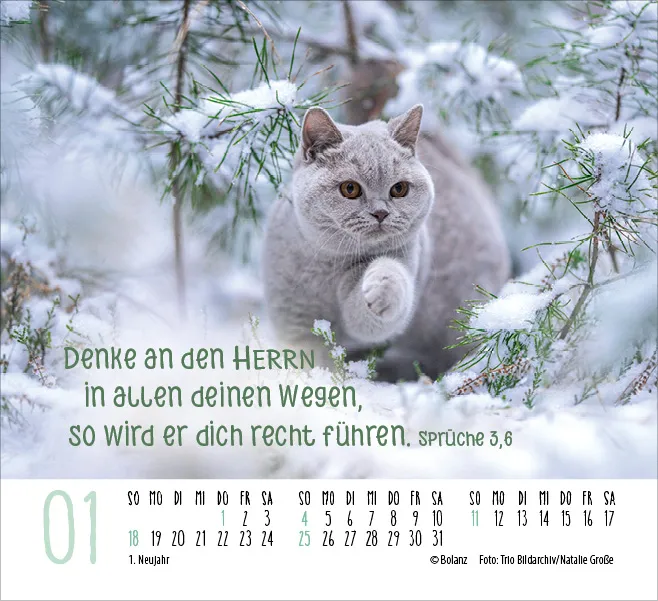 Kalender Katzen - Auf leisen Pfoten - Minikalender