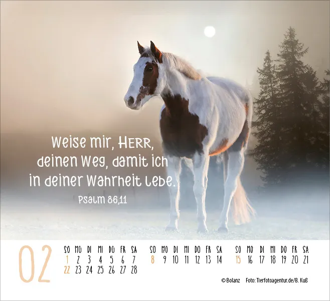 Kalender Pferde - Elegante Schönheiten - Minikalender