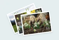 Postkarten Bundle | Frühlingsedition Bärbel