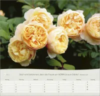 Rosen - Wandkalender