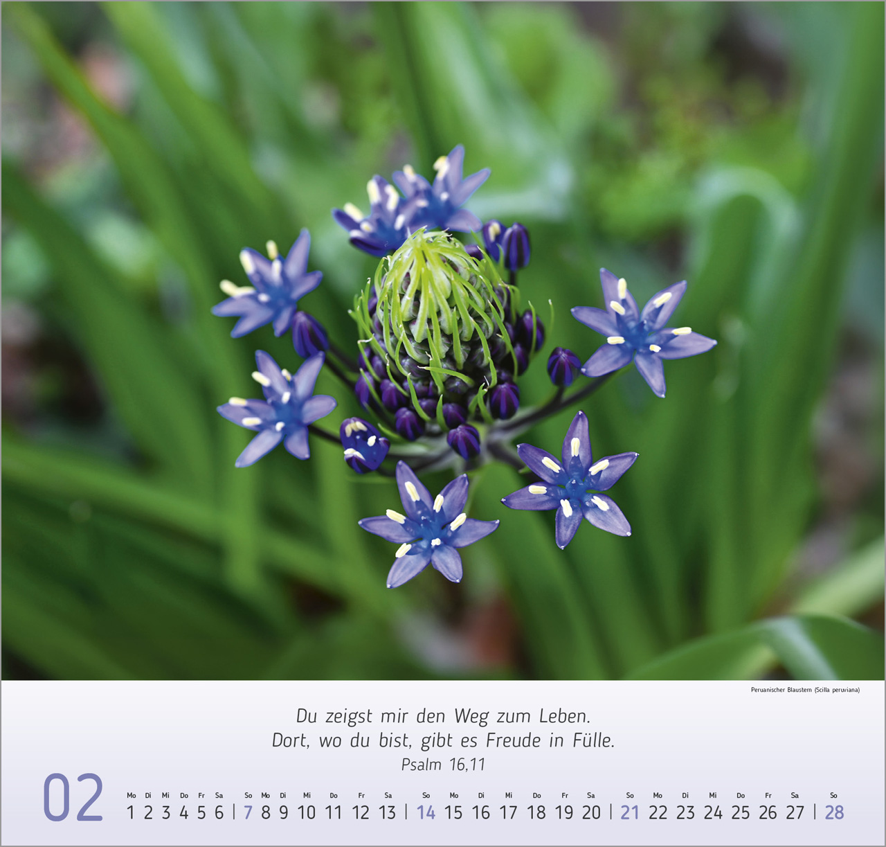 Blumen Impressionen - Wandkalender