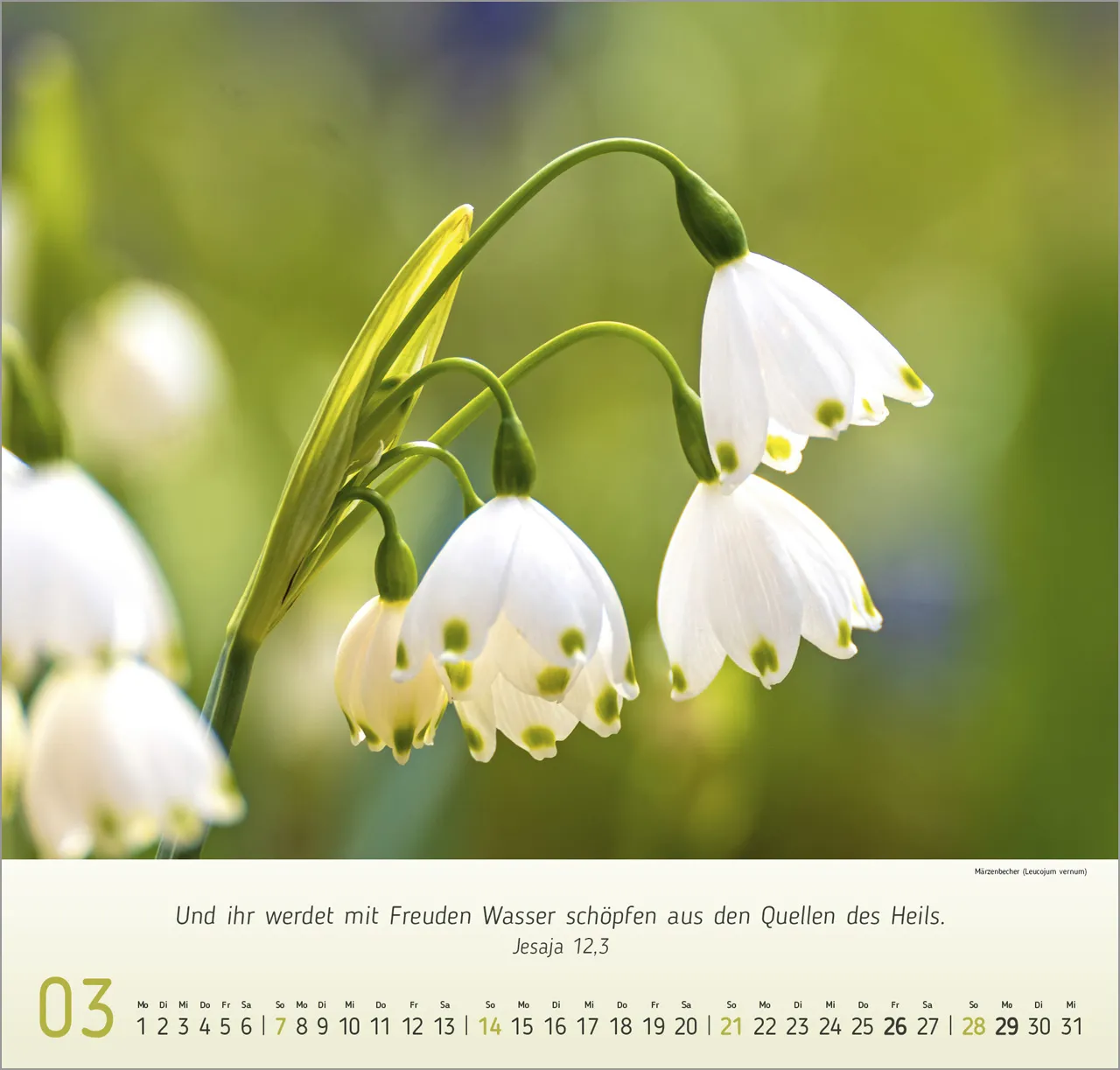 Blumen Impressionen - Wandkalender