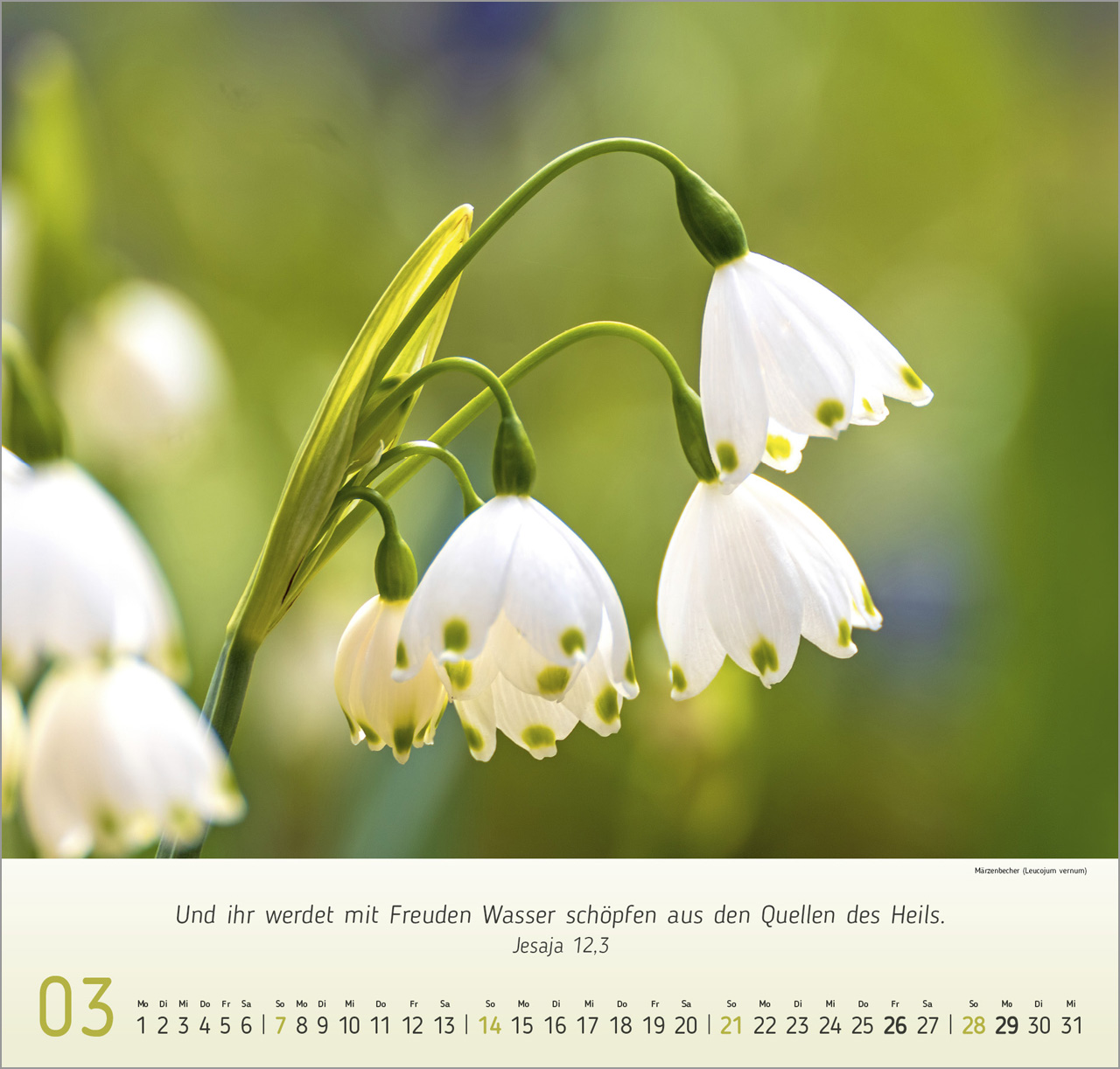 Blumen Impressionen - Wandkalender