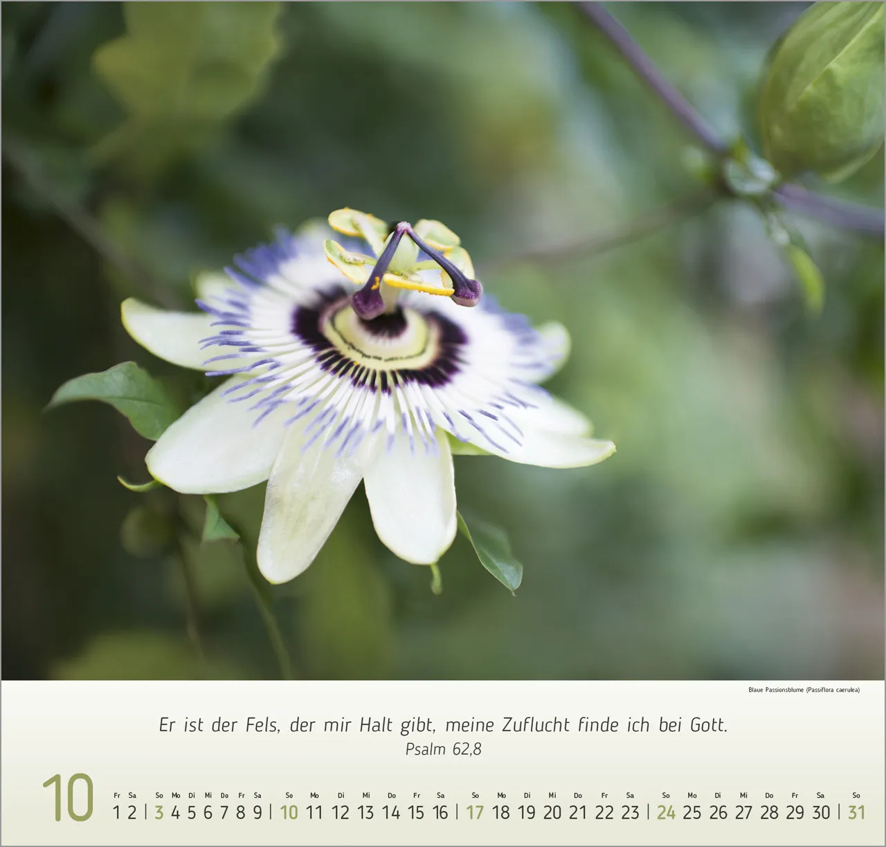 Blumen Impressionen - Wandkalender