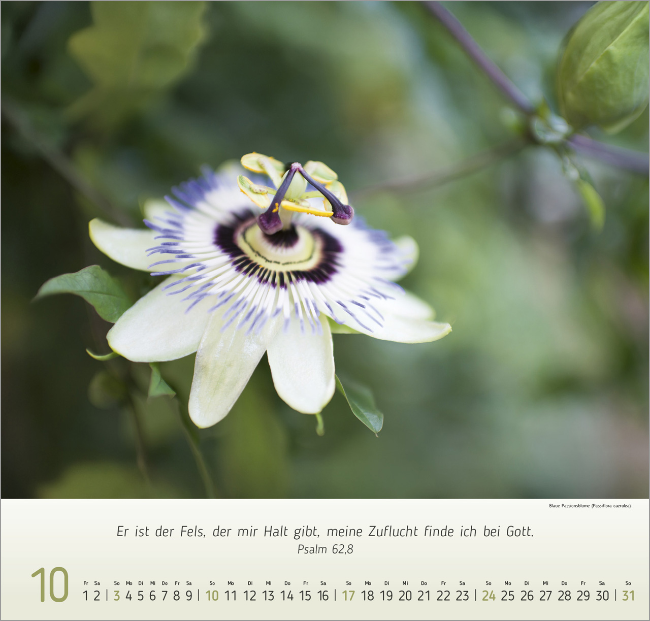 Blumen Impressionen - Wandkalender