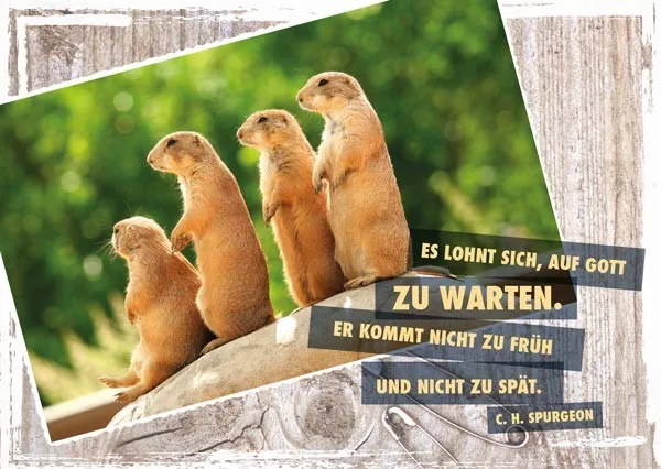 PK VIER ERDMÄNNCHEN 12 STÜCK - POSTKARTE