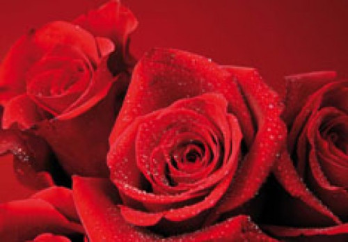 Riesensticker 3D, Rose