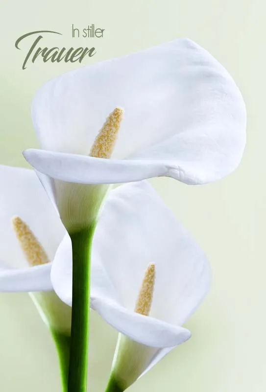 Doppelkarte Trauer Drei Callas