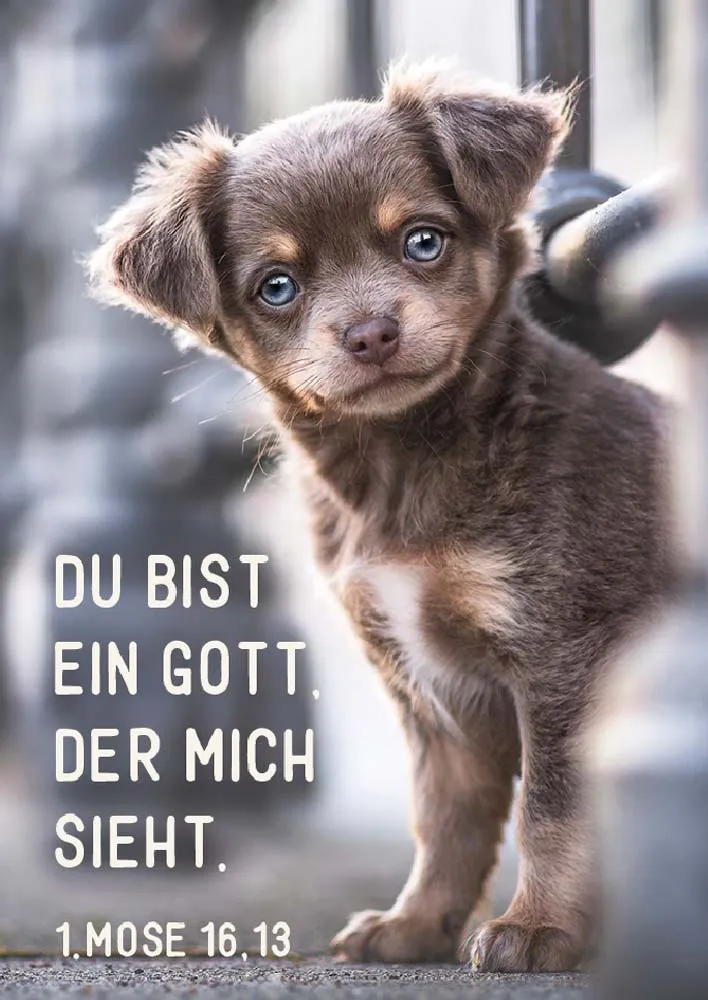 Poster A3 JL 2023 Welpe